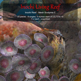 Inochi Reef - Mesh Scolymia E