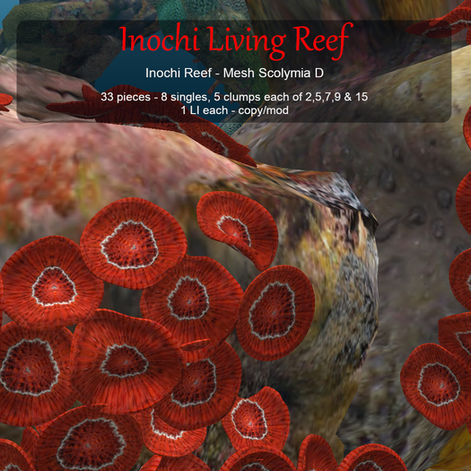 Inochi Reef - Mesh Scolymia D