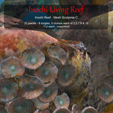 Inochi Reef - Mesh Scolymia C
