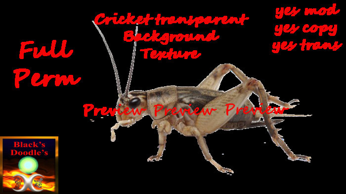 Full Perm brown cricket transparent texture boxed