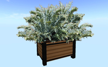 Flower box with Arenarius