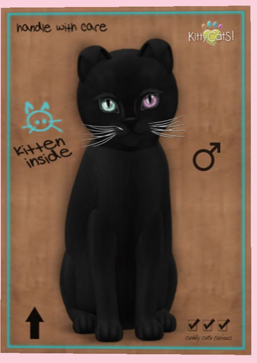 KittyCatS Box - New Born Kitten