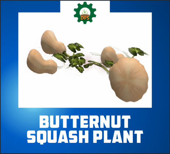 DFS BUTTERNUT SQUASH PLANT (FSB#17) (texture)