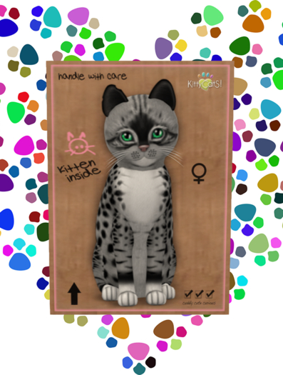 KittyCatS Box - Female Genesis - Bandit II - Boo Boo Ears