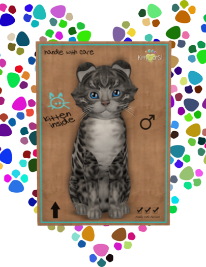 KittyCatS Box - Male Bengal - Charcoal - Rounded Fold Ears