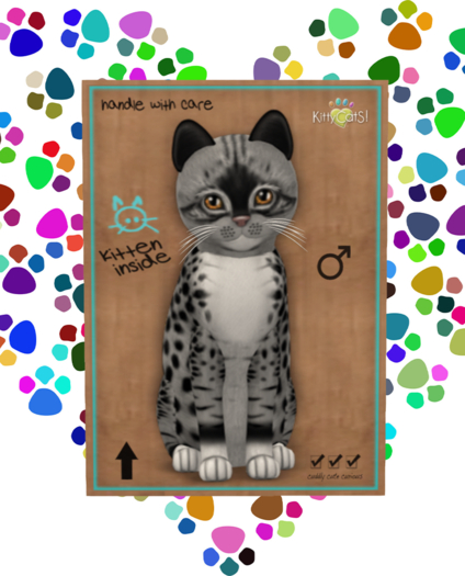 KittyCatS Box - Male Genesis - Bandit II - Big Boo Boo Tail