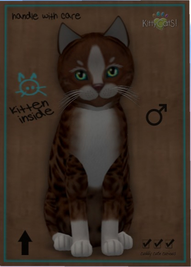 KittyCatS Box - New Born Kitten