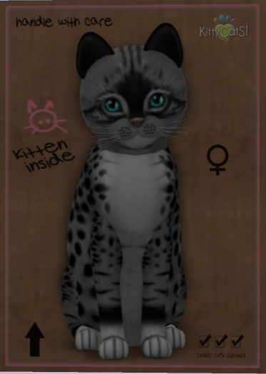 KittyCatS Box - New Born Kitten