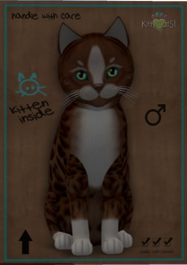 KittyCatS Box - New Born Kitten