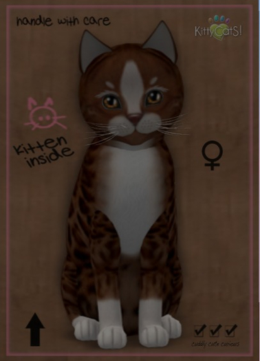 KittyCatS Box - New Born Kitten