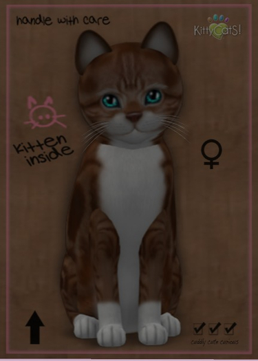 KittyCatS Box - New Born Kitten
