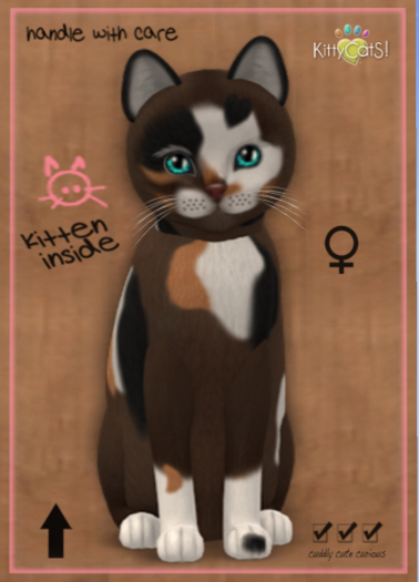 KittyCatS Box - New Born Kitten