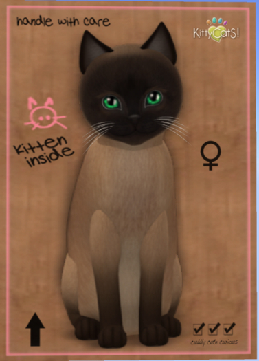 KittyCatS Box - Tonkinese - Champagne