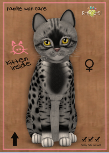 KittyCatS Box - New Born Kitten