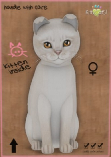 KittyCatS Box - New Born Kitten