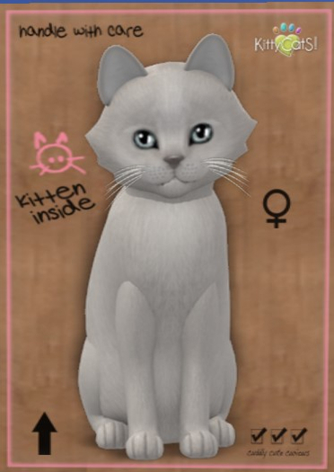 KittyCatS Box - New Born Kitten