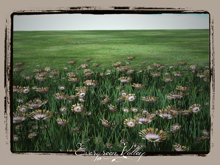 Spanish Flowerfield  Orange