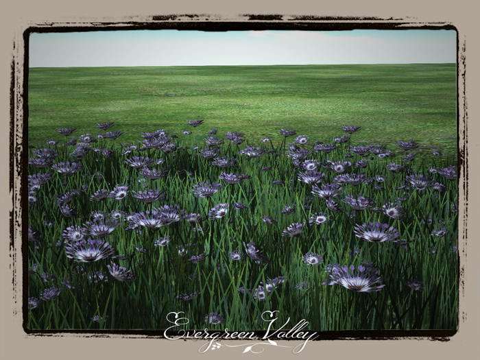 Spanish Flowerfield  Purple