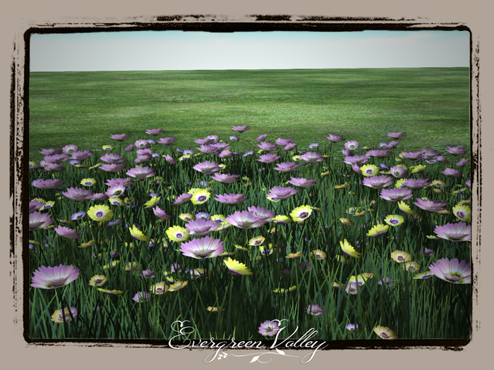Marguerite Flowerfield Colour Mix
