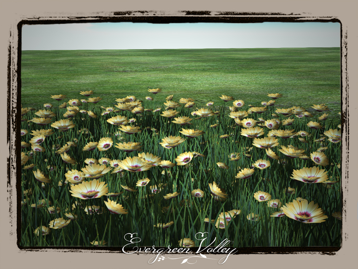 Marguerite Flowerfield Orange