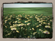 Flower Field.:Marguerite Flower field Orange:.