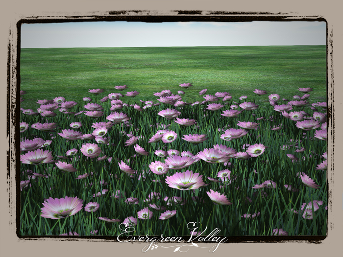 Flowers|MargueritePink