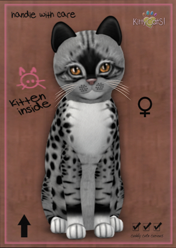 KittyCatS Box - New Born Kitten