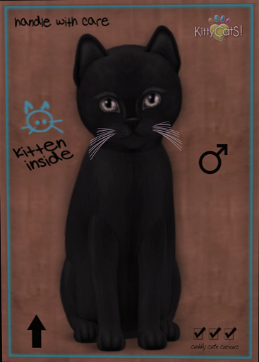 KittyCatS Box - New Born Kitten