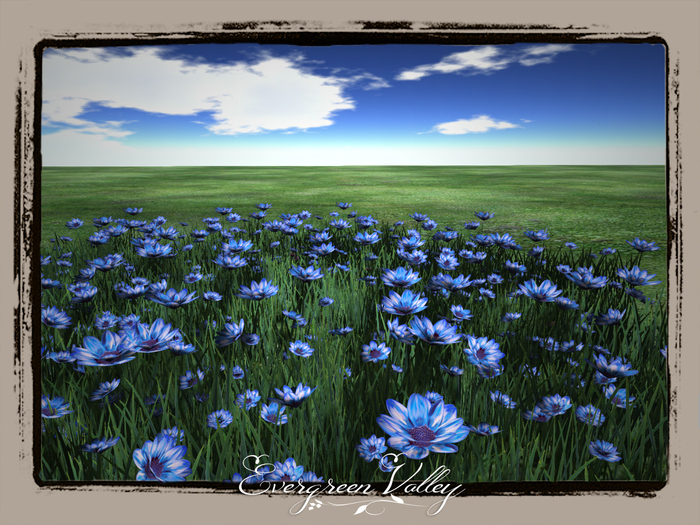 Dahlia Flowerfield 