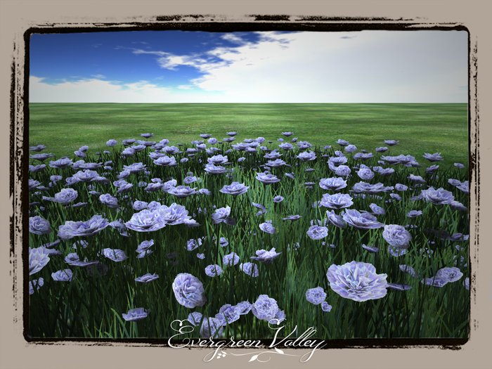 Carnation 1 Flowerfield