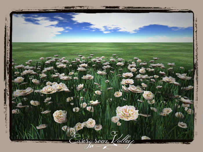 Carnation 3 Flowerfield