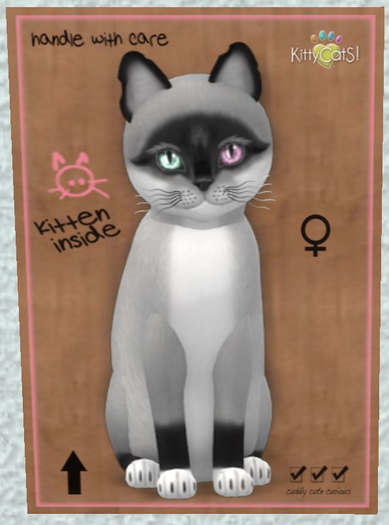 KittyCatS Box - New Born Kitten