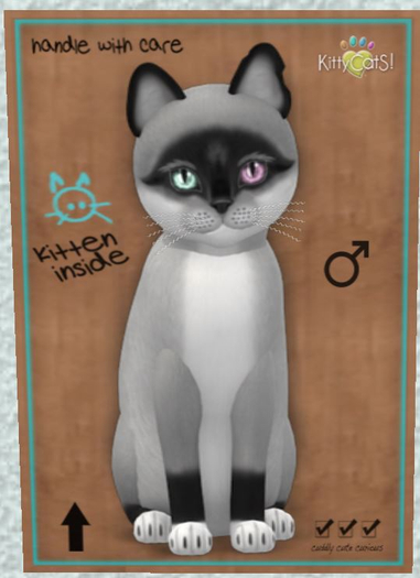 KittyCatS Box - New Born Kitten