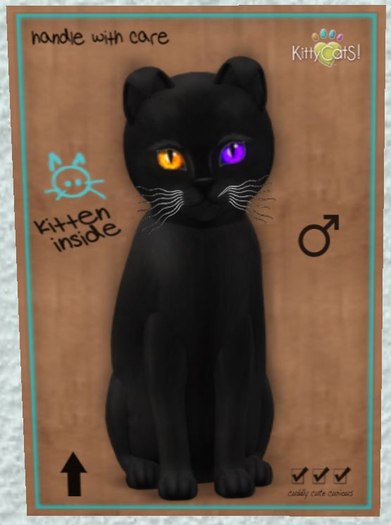 KittyCatS Box - New Born Kitten