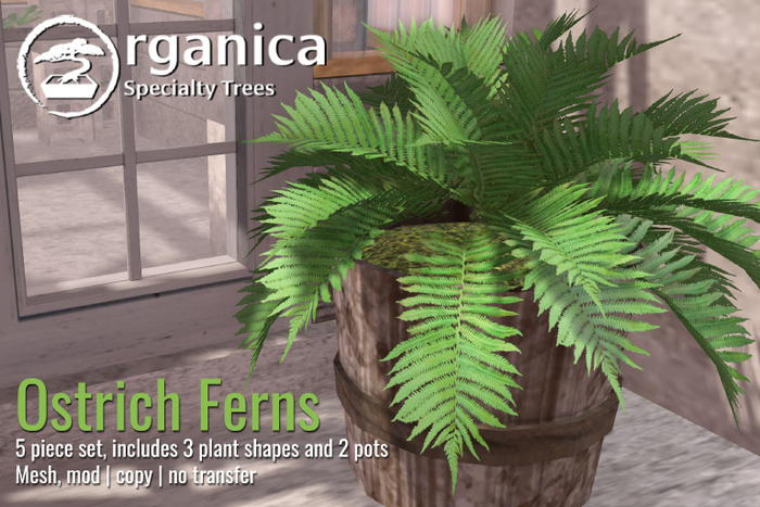 [ Organica ] Ostrich Ferns
