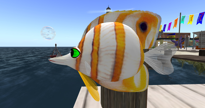 (7S) Common Fish: Copper Banded Fish