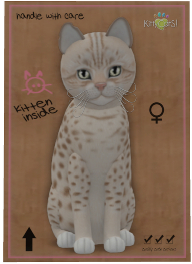 KittyCatS Box - Ocicat - Lavender - Petite