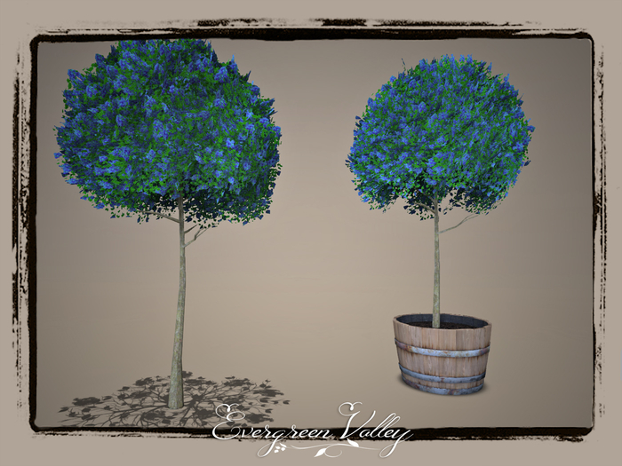 EV - Small Lilac Blue