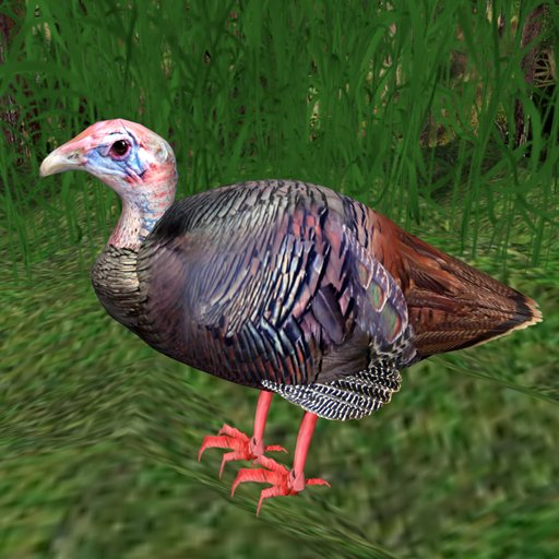 Animania Wild Turkey Female