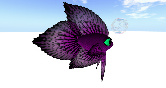 (7S) Common Fish: Magenta Betta