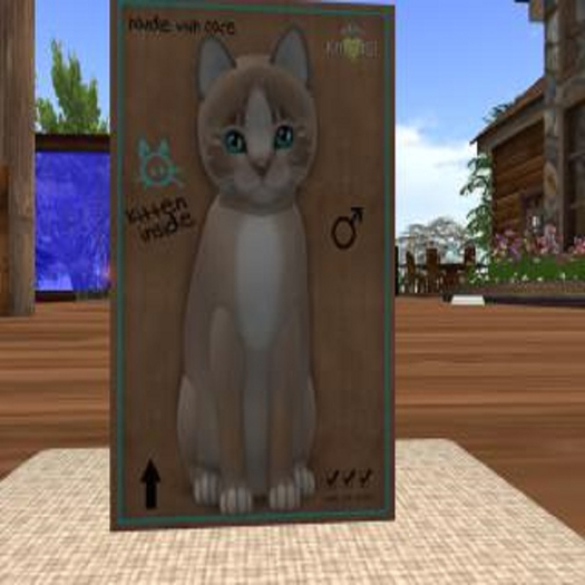 TeaCup Mocha  Kitty