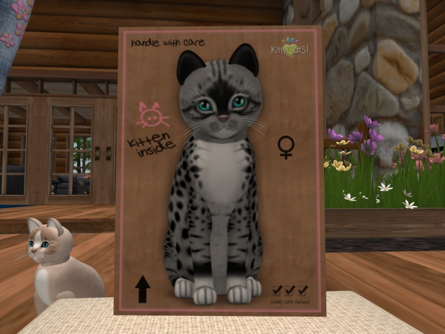 KittyCatS Box - New Born Kitten