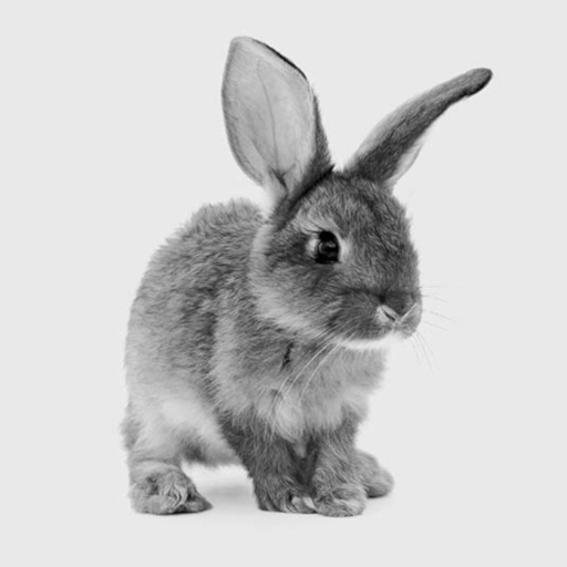 BB Bunny Box - Havana White - Sky Eyes - Normal Down