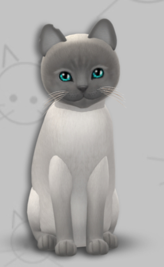 KittyCatS Box - Tonkinese Blue Point/3T/Male