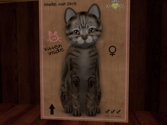 KittyCatS Box - Am SHRT Tawny