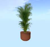Palm in pot