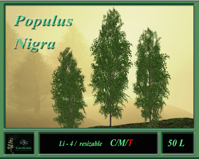 Populus Nigra