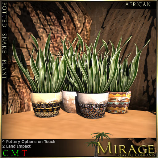 =Mirage= Potted Snake Plant - African