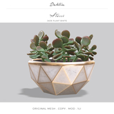 Dahlia - Stassi - Geometric Jade Plant - White 
