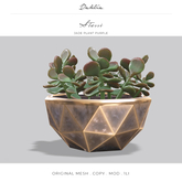 Dahlia - Stassi - Geometric Jade Plant - Purple 